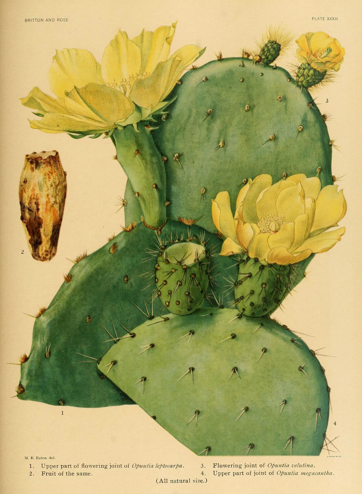 The Cactaceae (Plate XXXII) (6025955673)