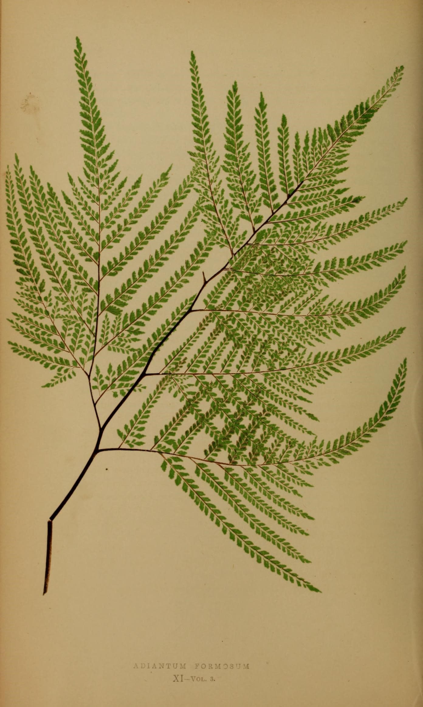 Ferns- British and exotic (10291939354)