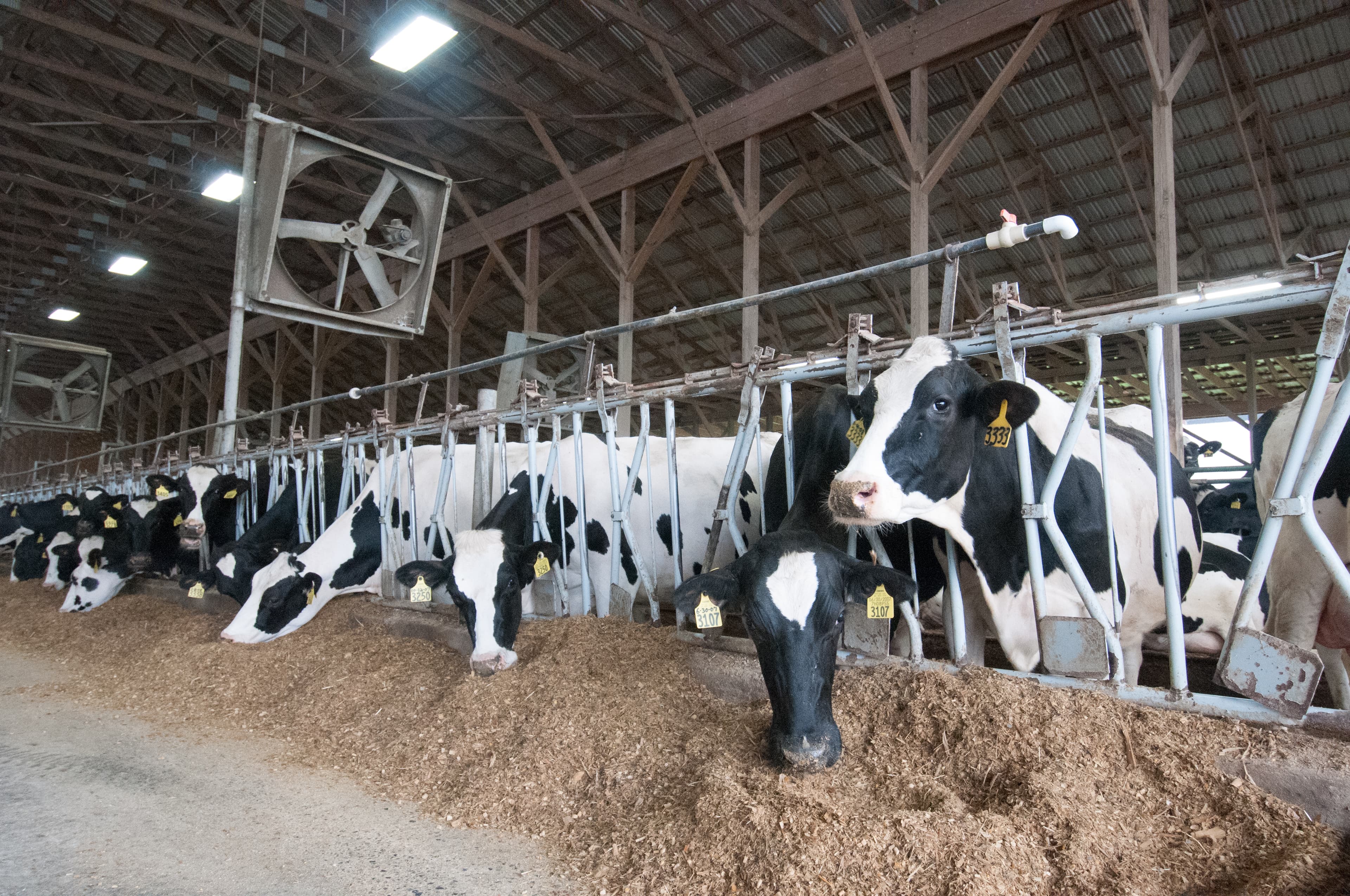 Animals (20110419-RD-LSC-0653)