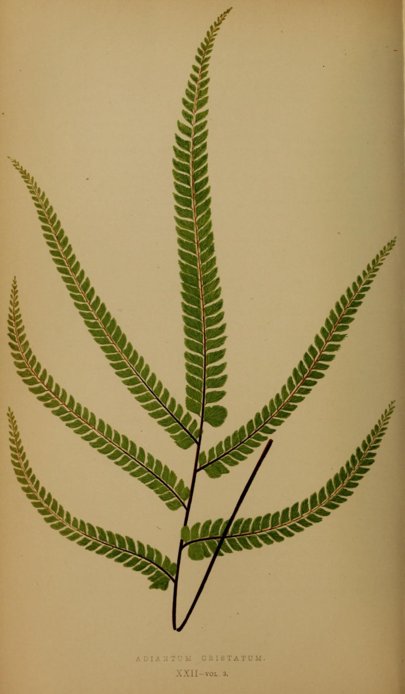 Ferns- British and exotic (10291977124)