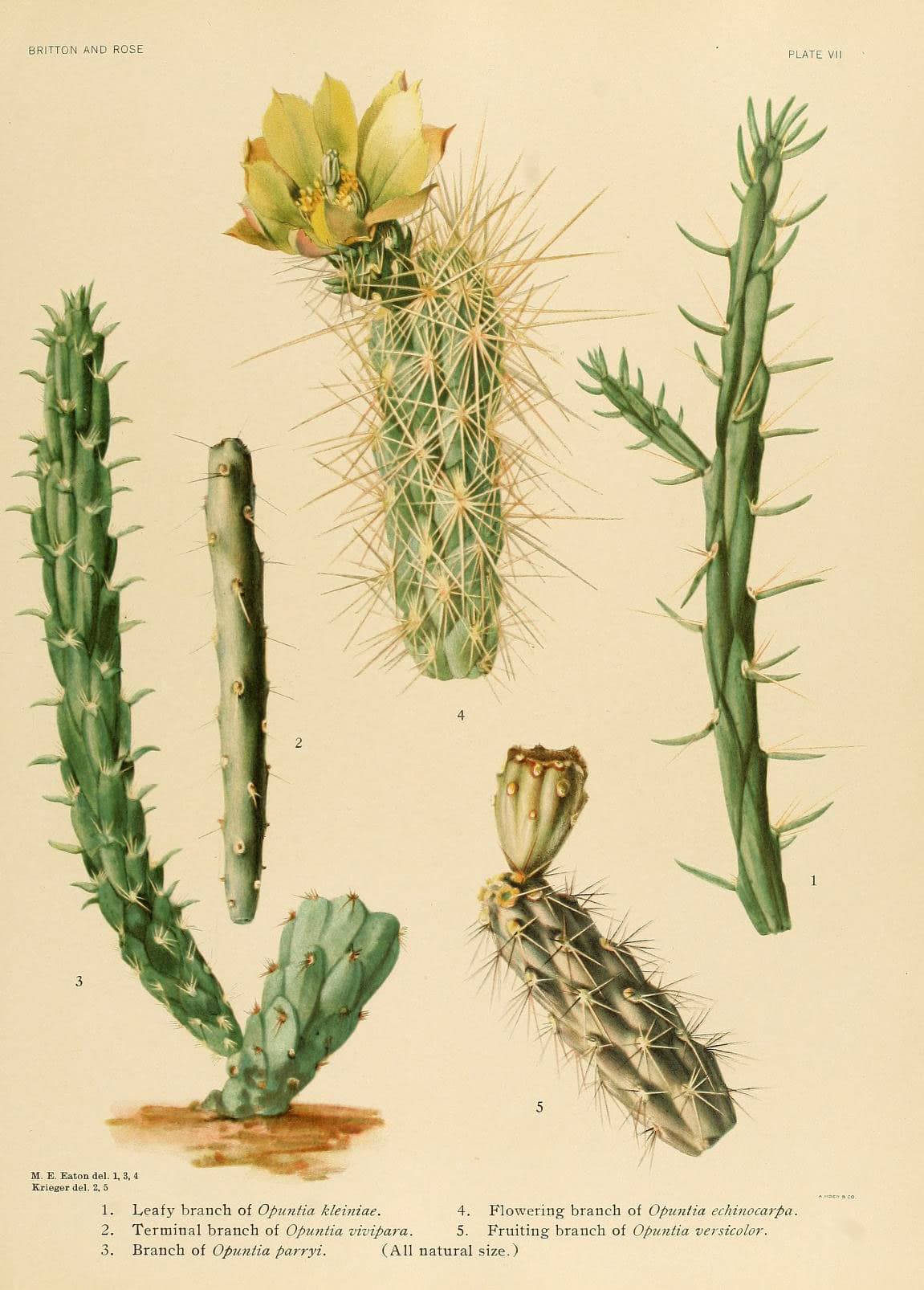 The Cactaceae (Plate VII) (6025947305)