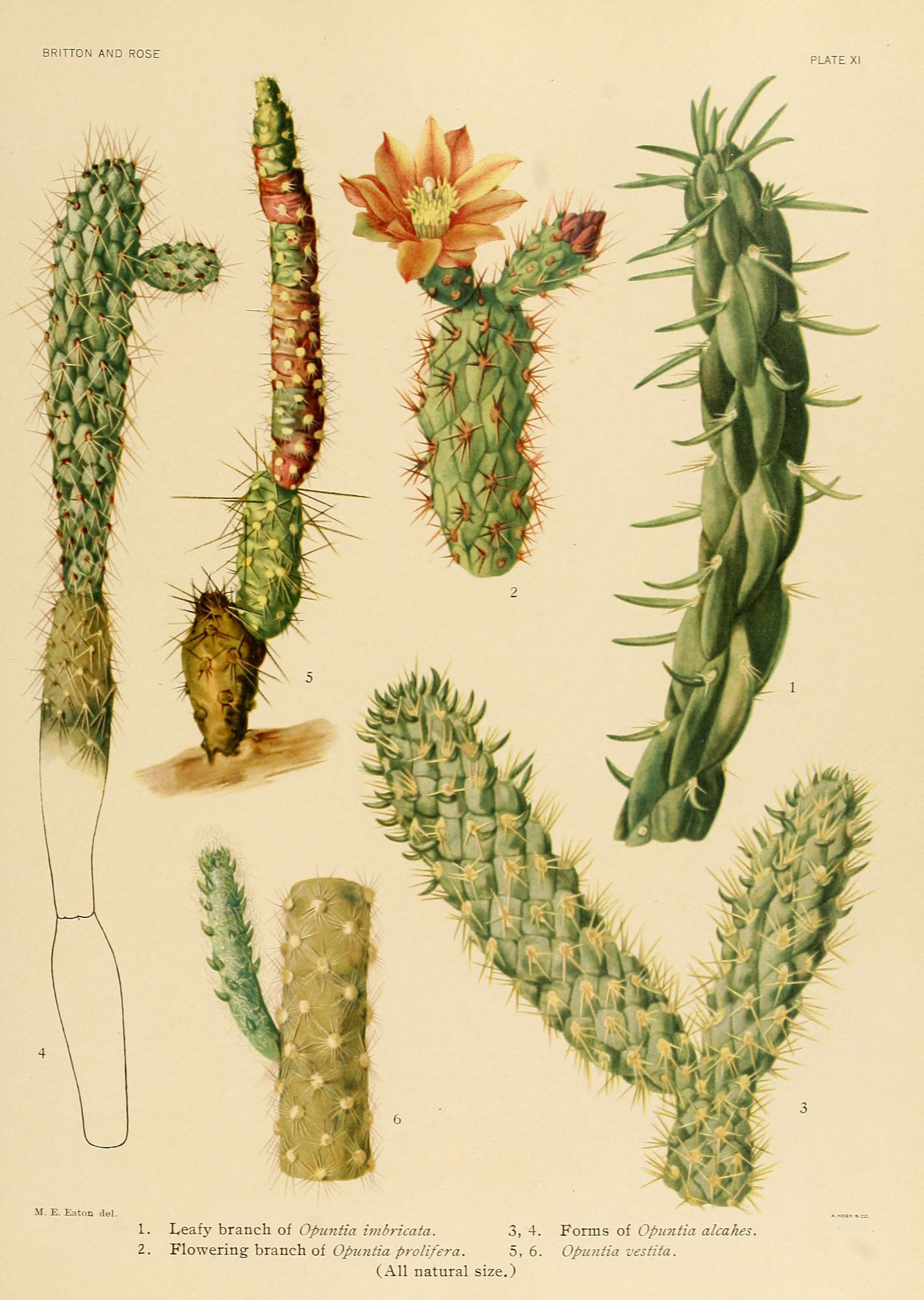 The Cactaceae (Plate XI) (6025948711)