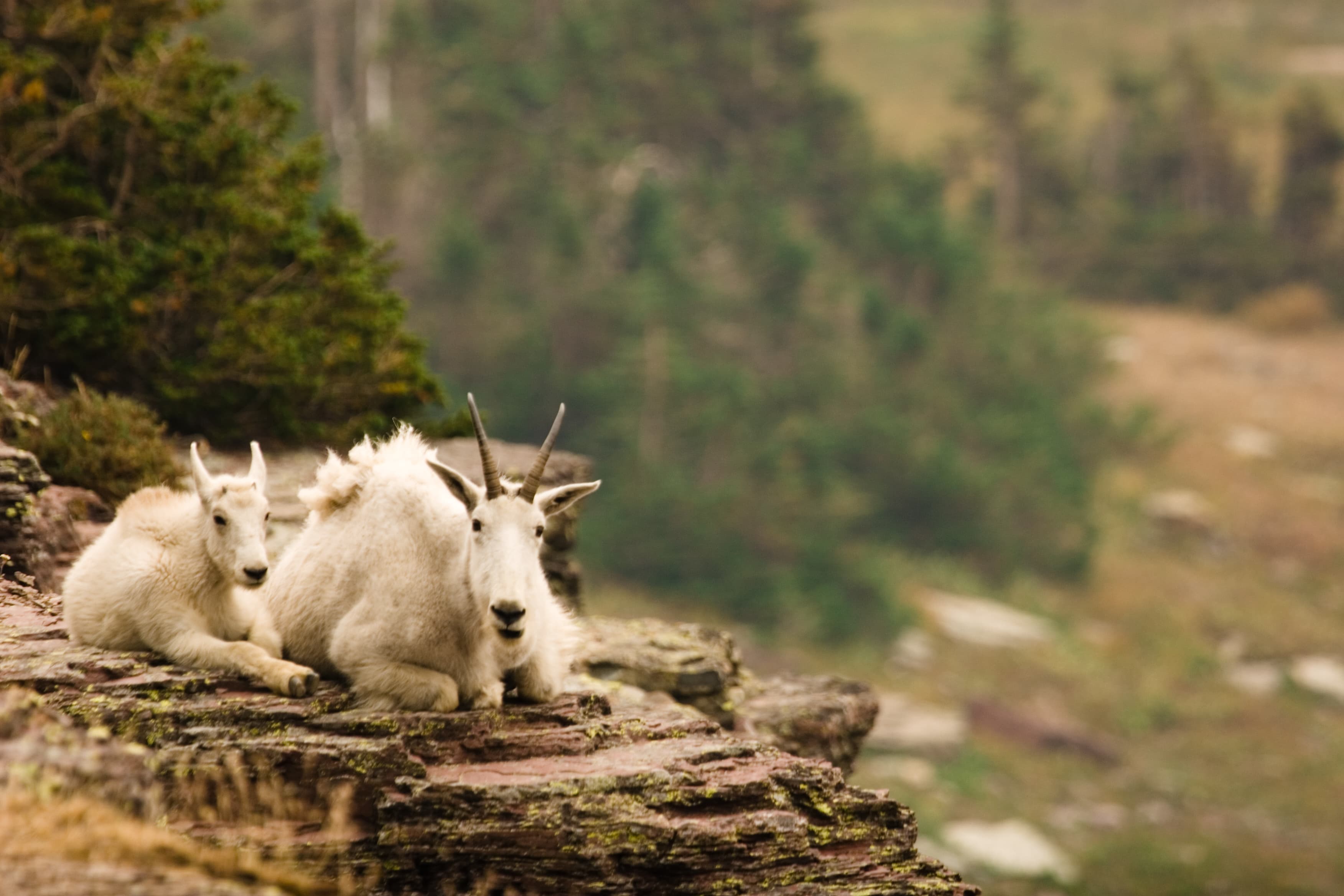 Mountain Goats in Glacier National Park