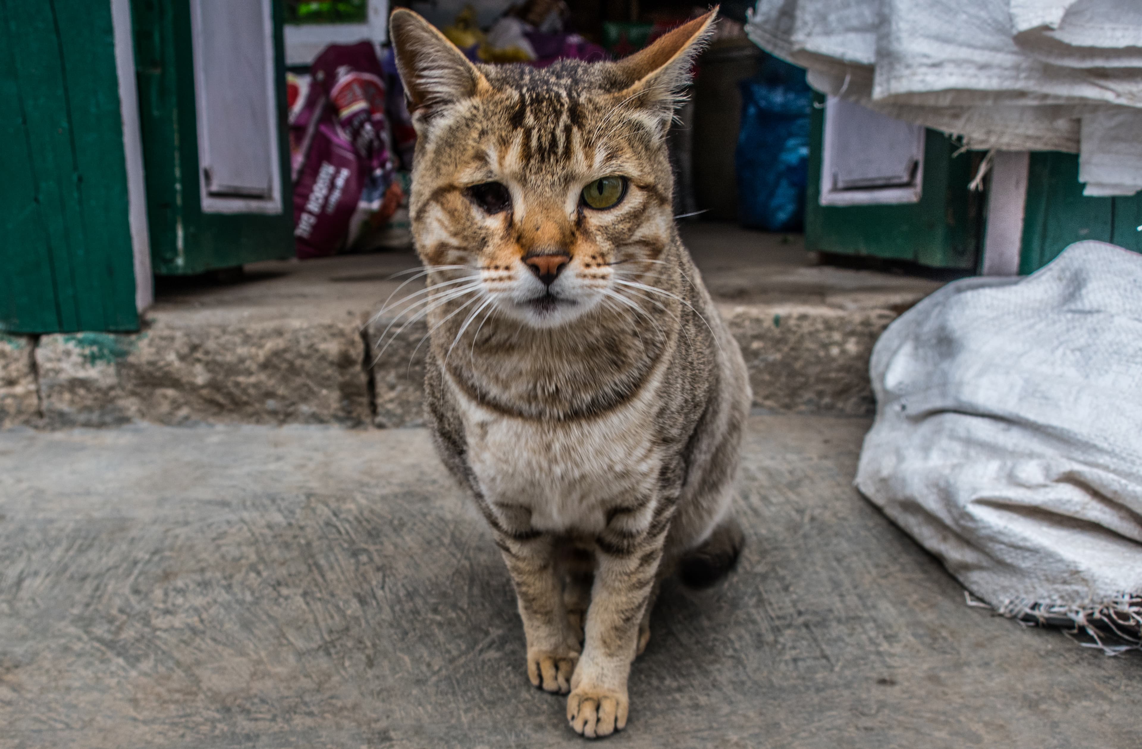 Black tabby cat in Nepal