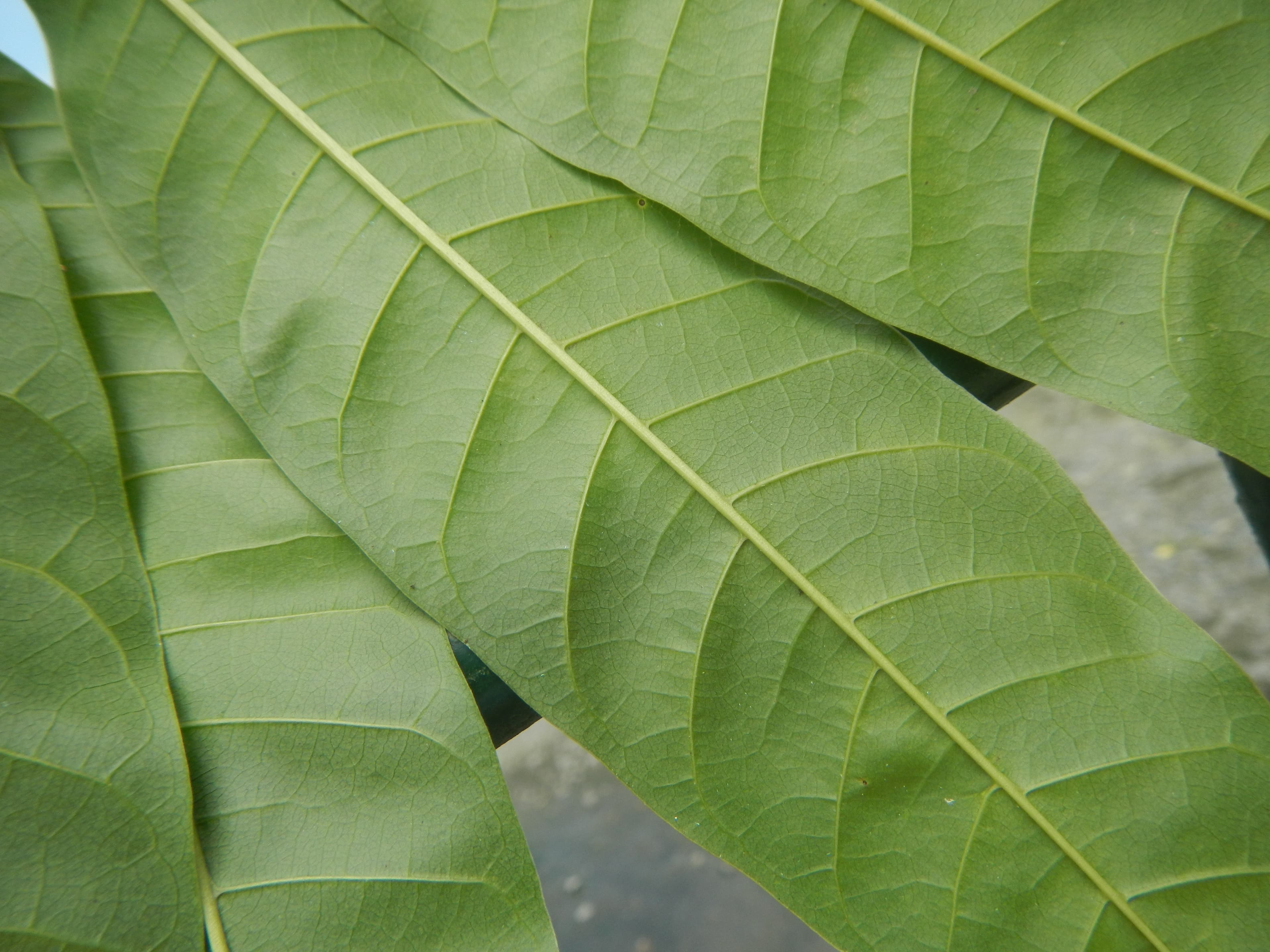 6389Anonas leaves 14