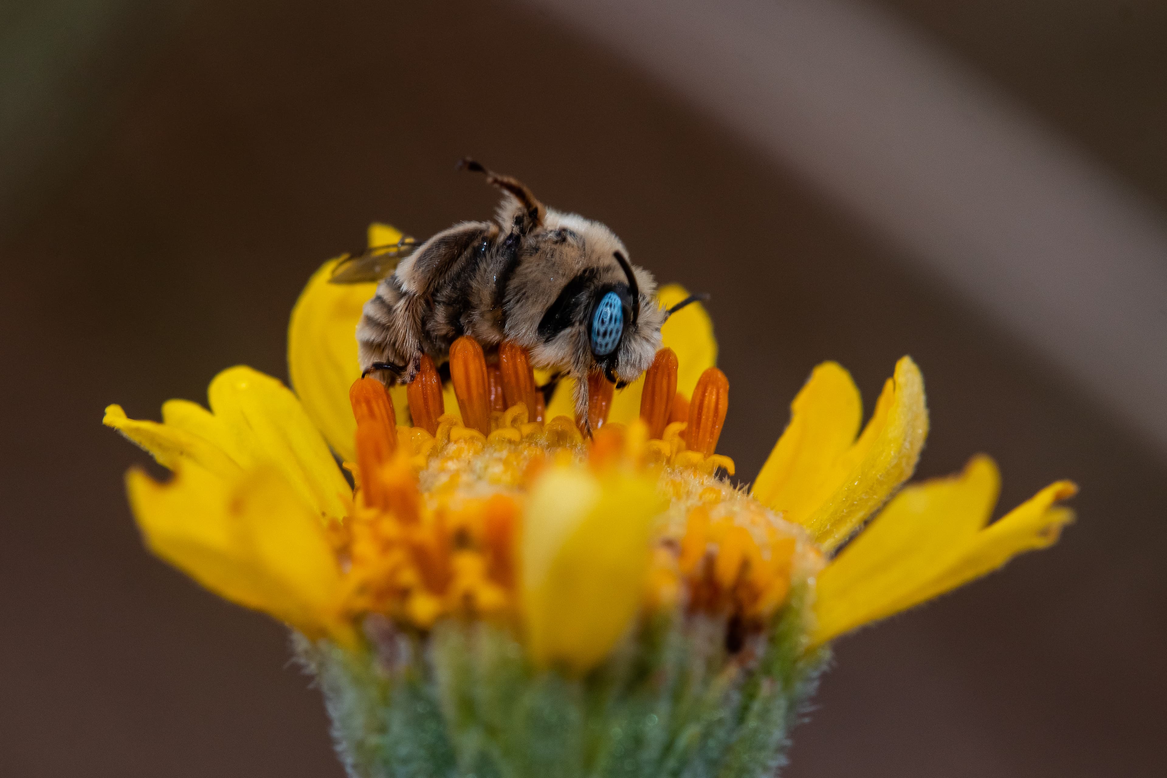 Macro Bee (52370042590)