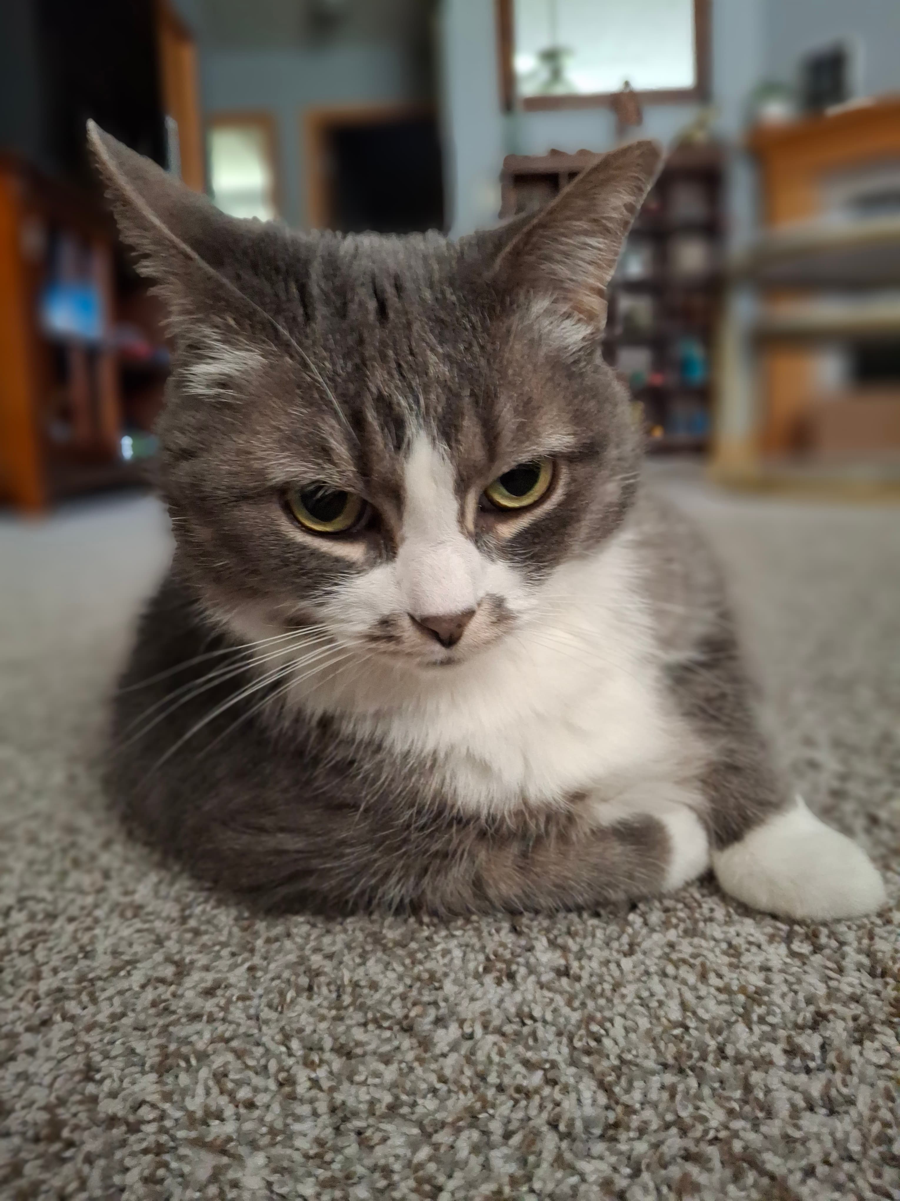 Fat Gray Tabby Cat