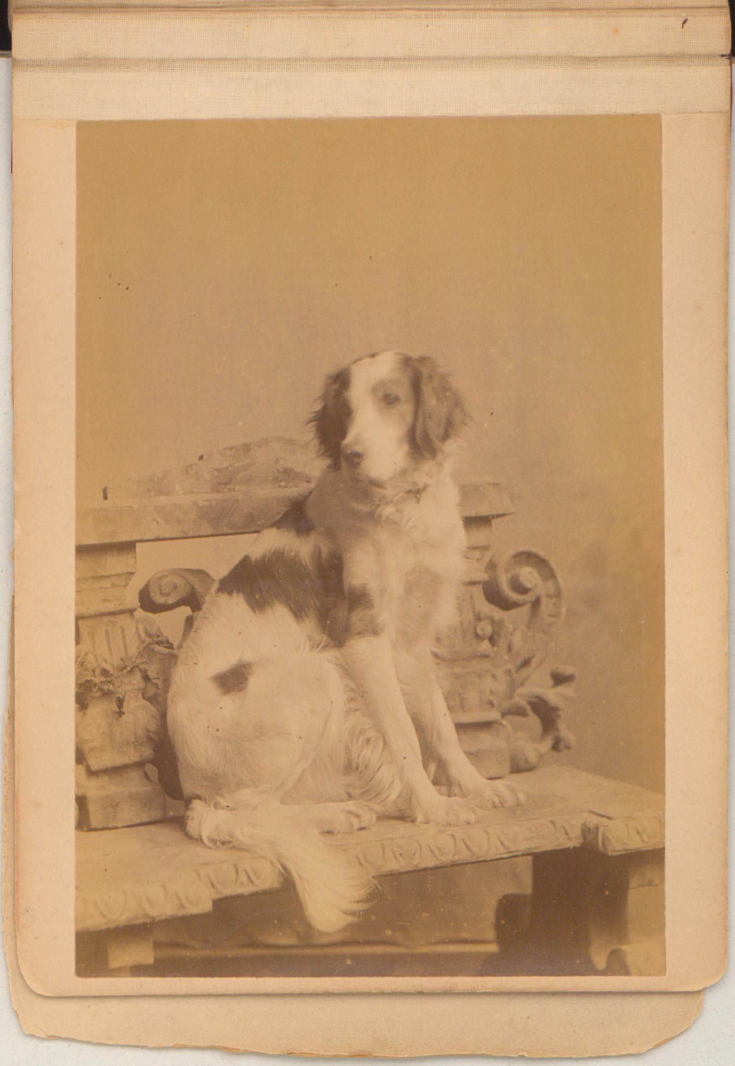 Lochinvar, portrait of dog. (9160452078)