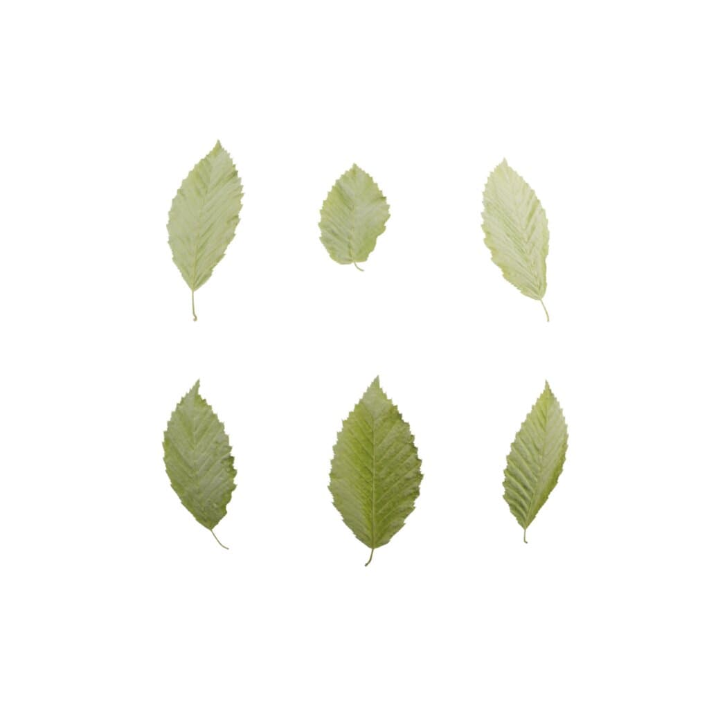 LeafSet001 PREVIEW