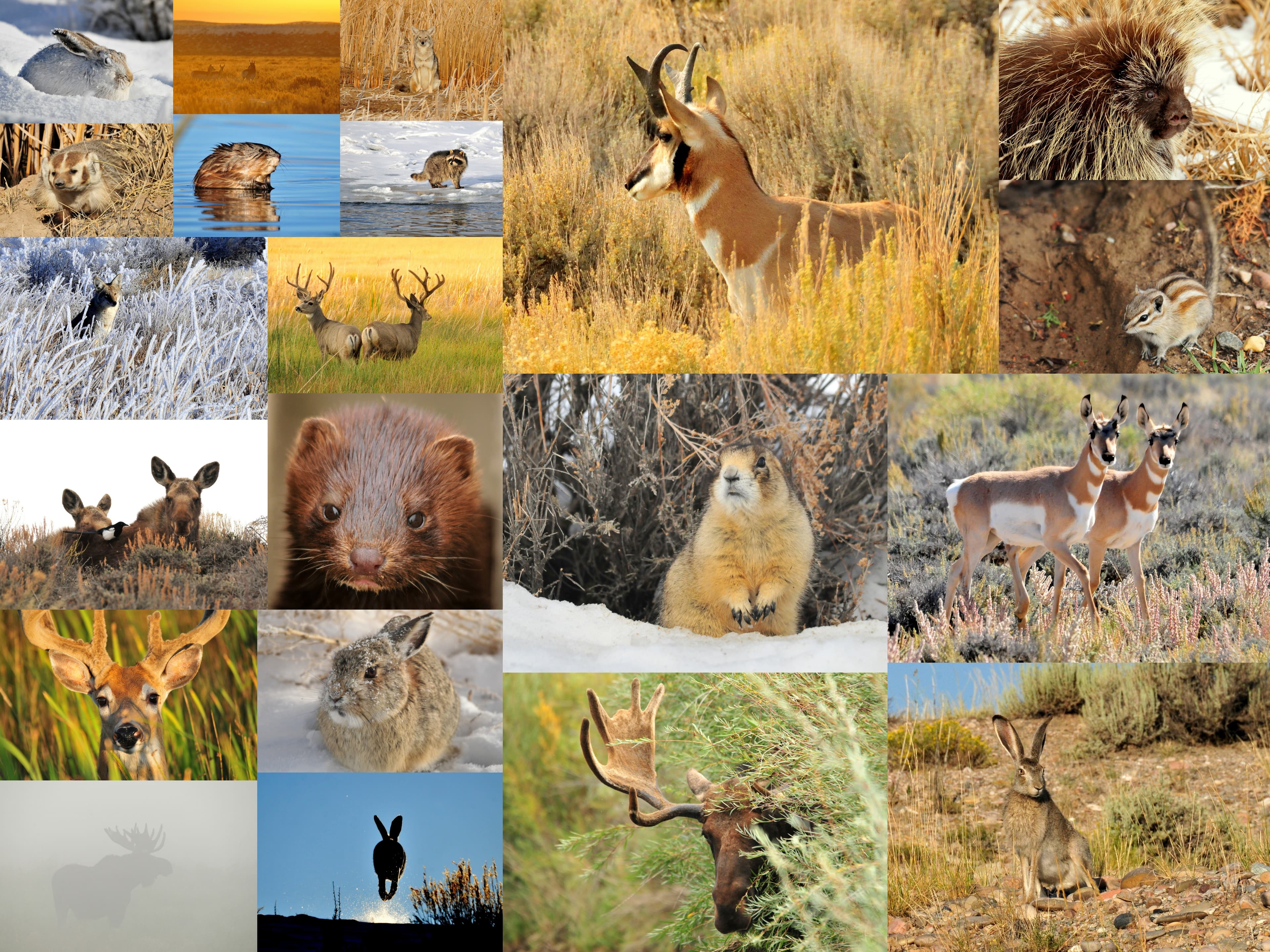 Mammal Quilt (26715758045)