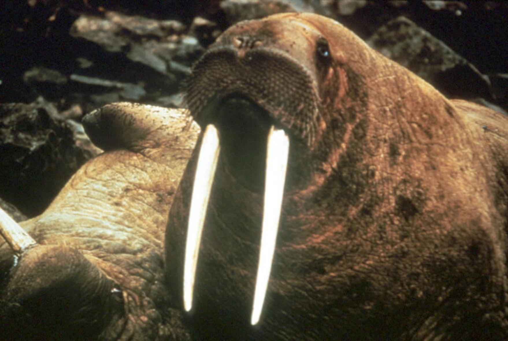 Walrus large marine mammal portrait