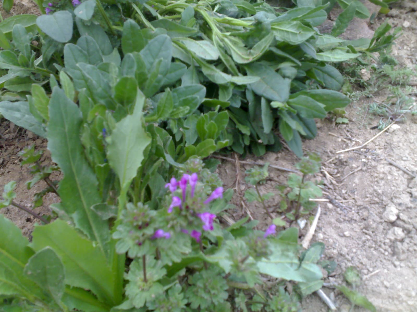 Wildflowers in Bahar 04