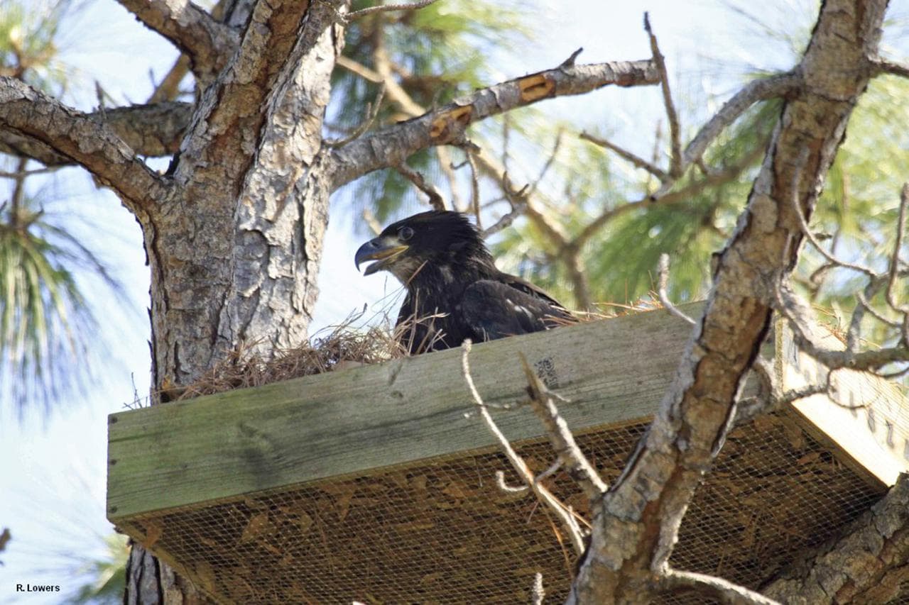 Wildlife, cape, canaveral