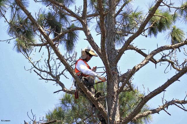 Wildlife, cape, canaveral