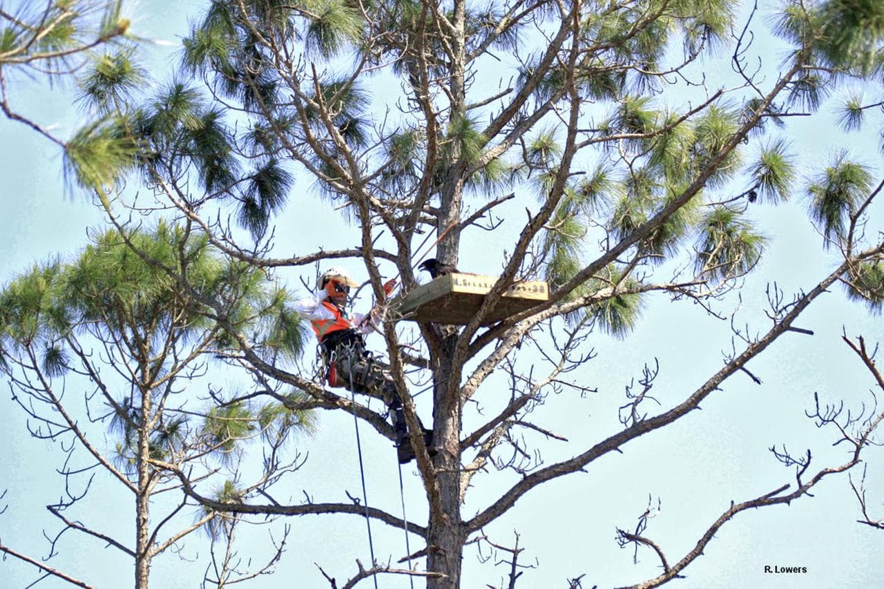 Wildlife, cape, canaveral