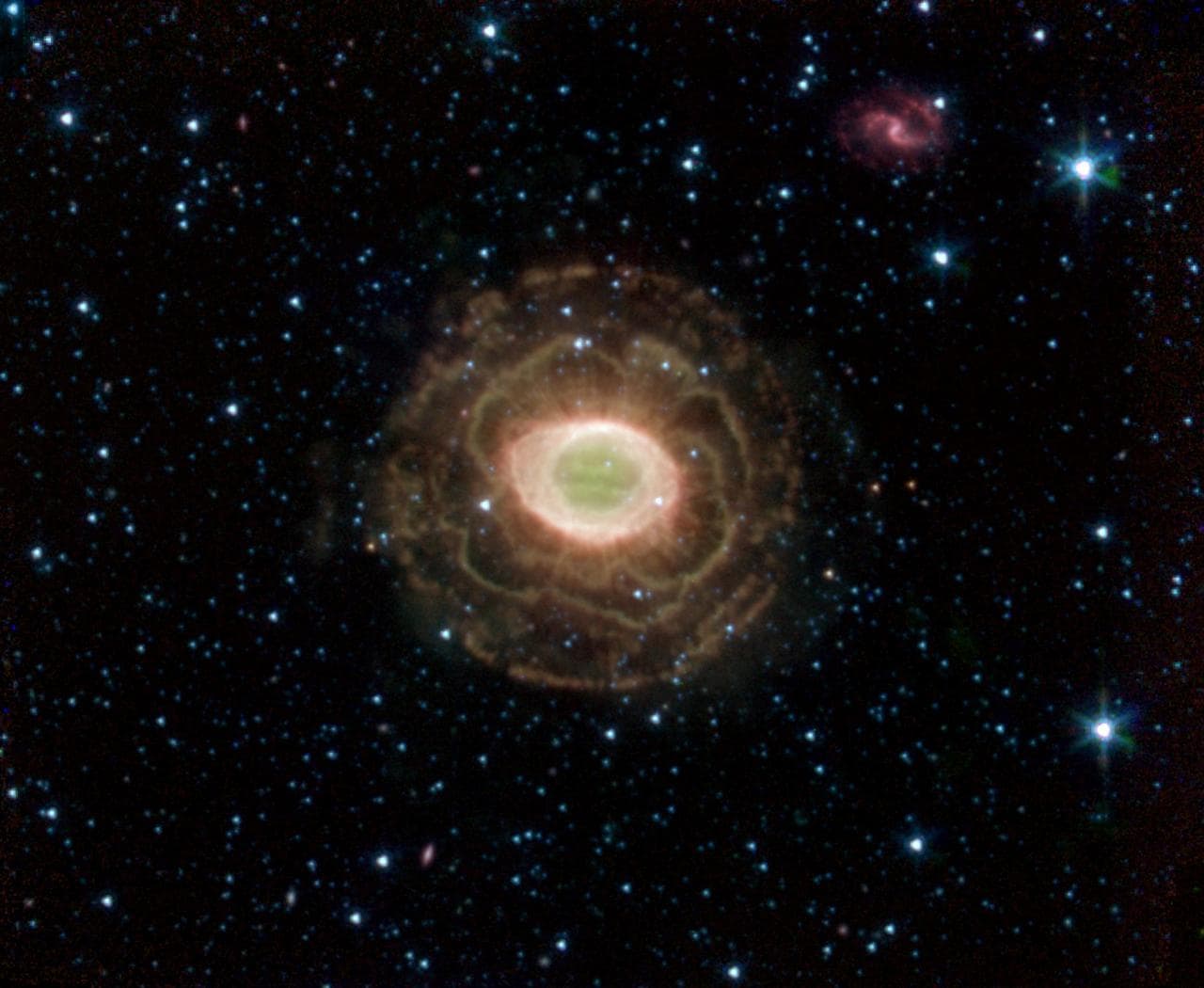 Ring Beholds a Delicate Flower