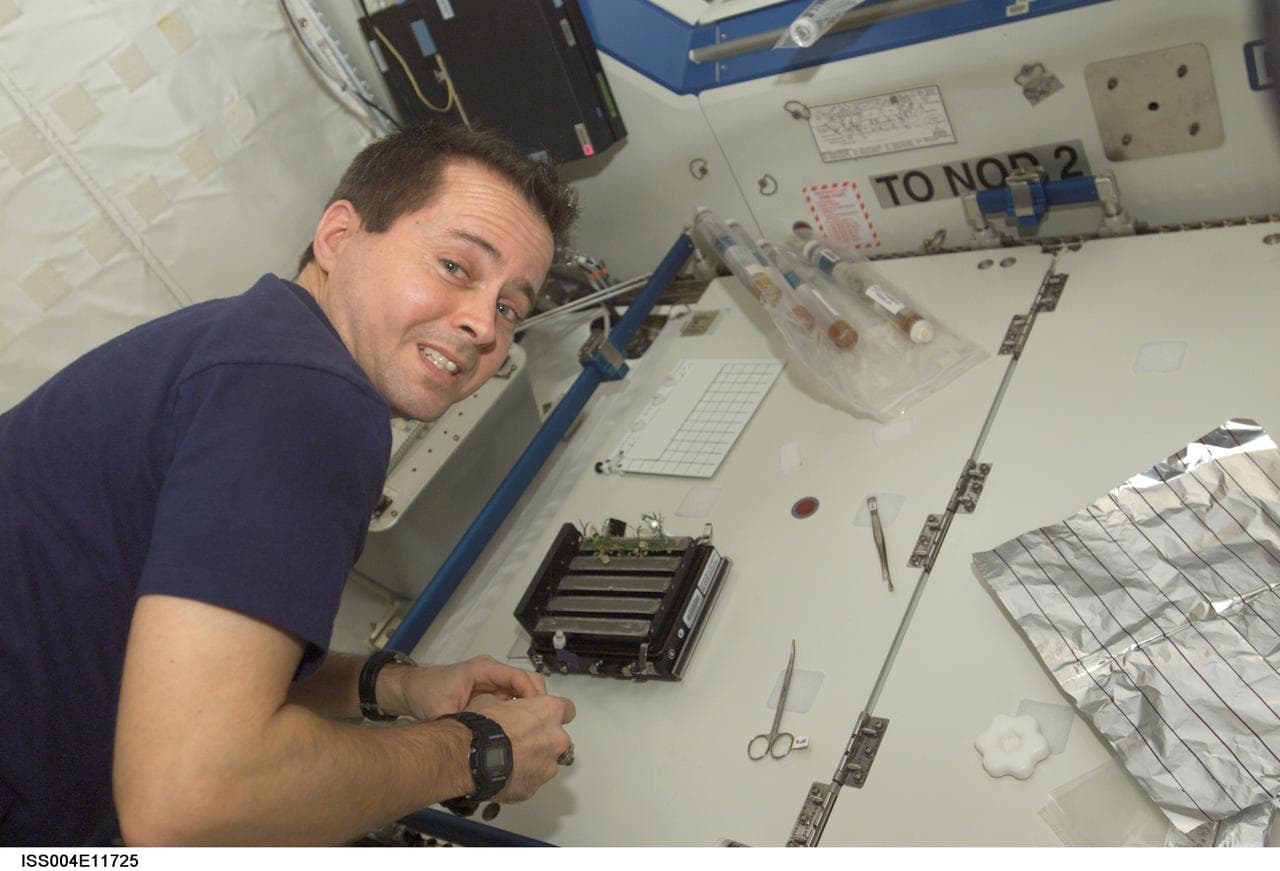 Bursch harvests Brassica plants in the U.S. Lab during Expedition Four