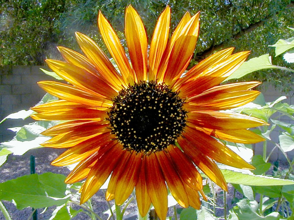 Sunflower