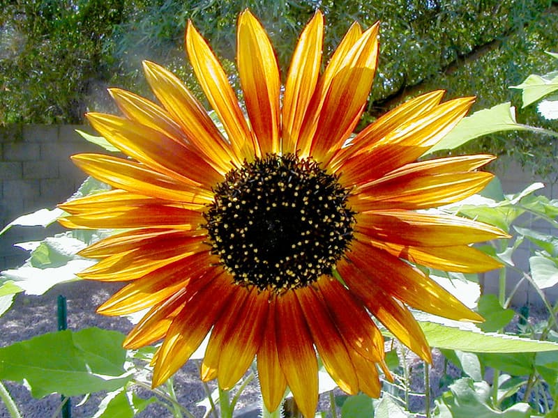 Sunflower