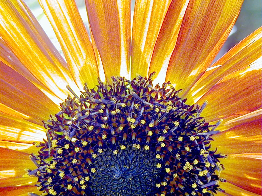 The Sunflower Rises
