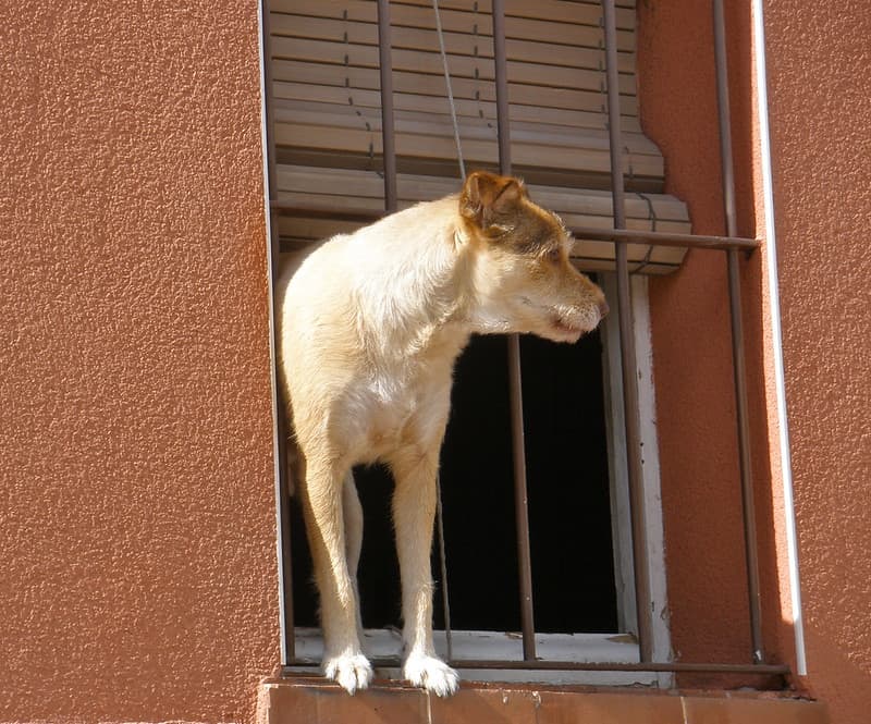 How much is that doggy, in the window...