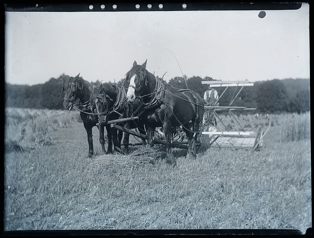Early 1900s farming scene - horse drawn reaper / harvester