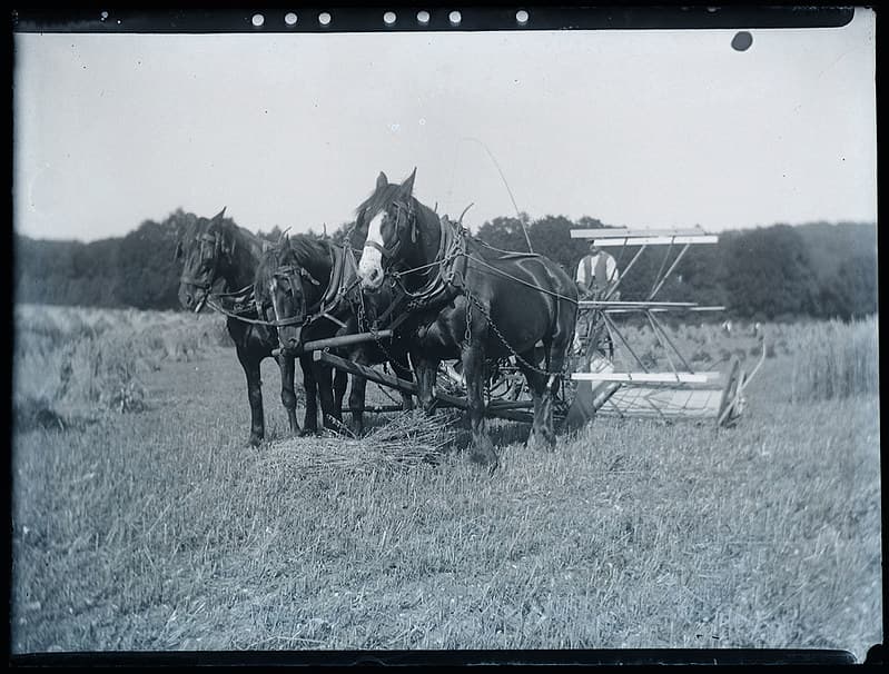 Early 1900s farming scene - horse drawn reaper / harvester