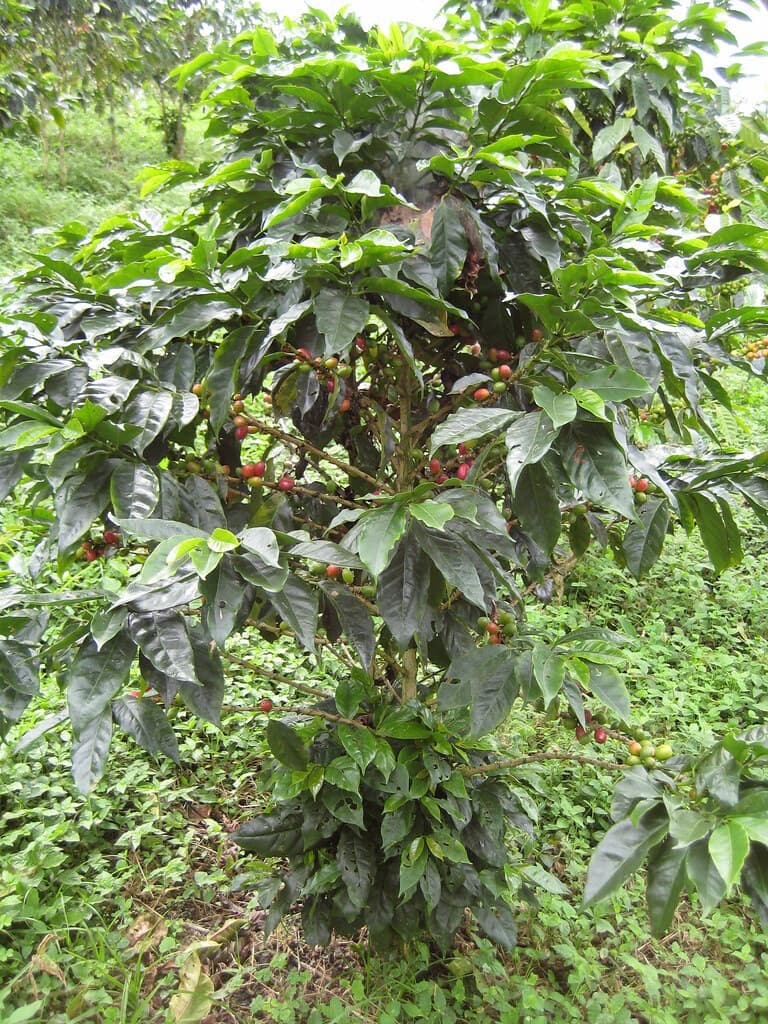 Coffee plant
