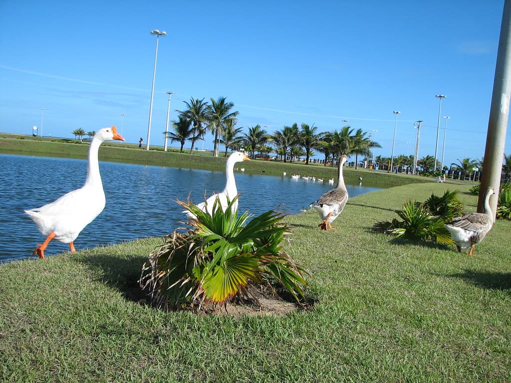 Run, ducks! Run!