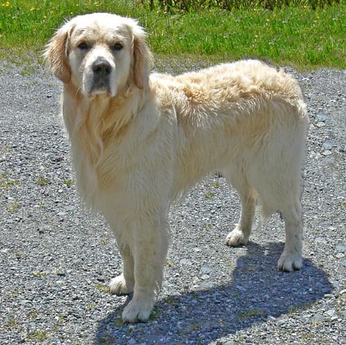 Dog