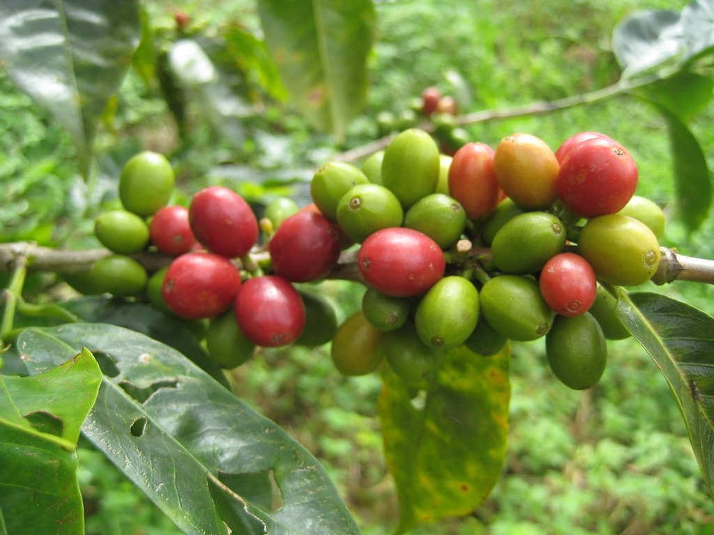 Coffee beans