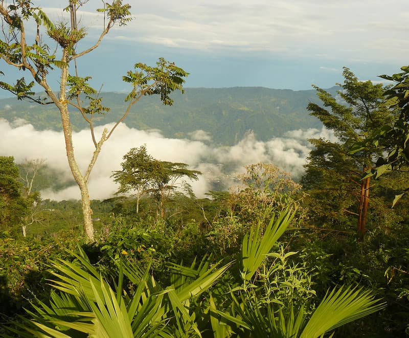 Reserve coffee farm in Colombia