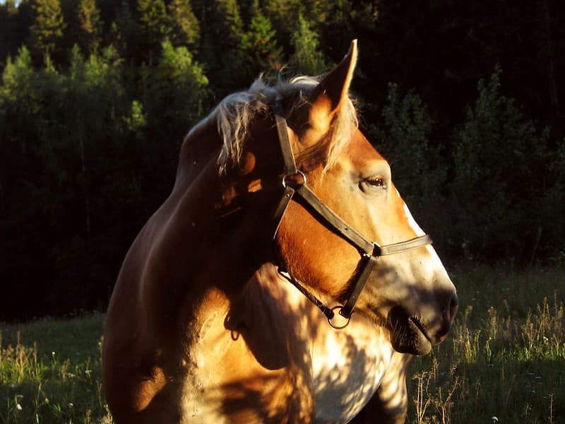 Horse