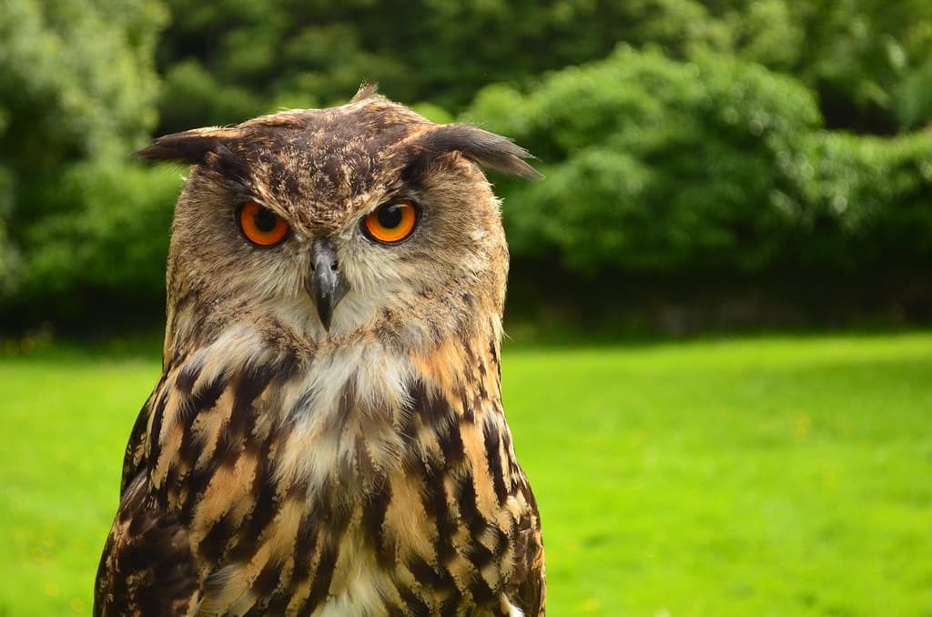 Staring Owl