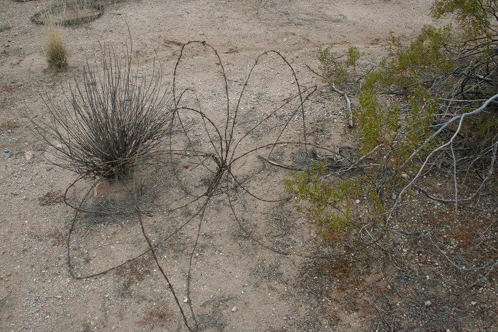Barbed Wire Art?