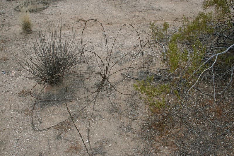 Barbed Wire Art?