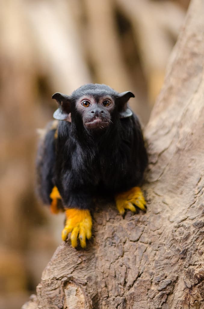 Red-handed tamarin