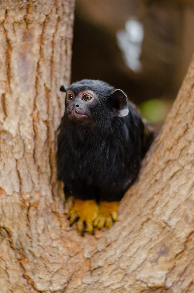 Red-handed tamarin