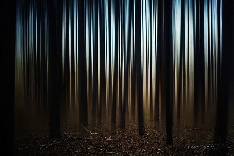 Trees