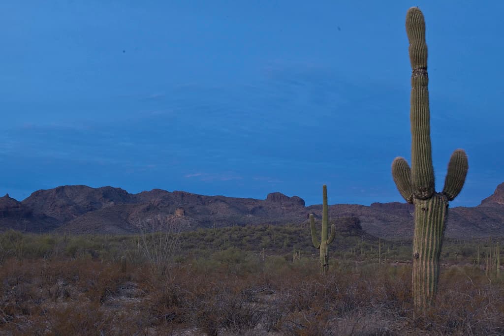 Sonoran Desert National Monument