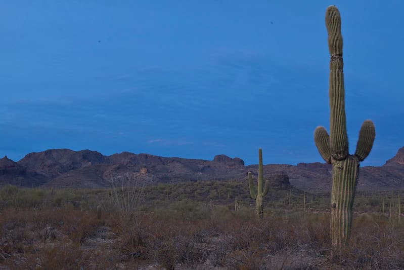 Sonoran Desert National Monument