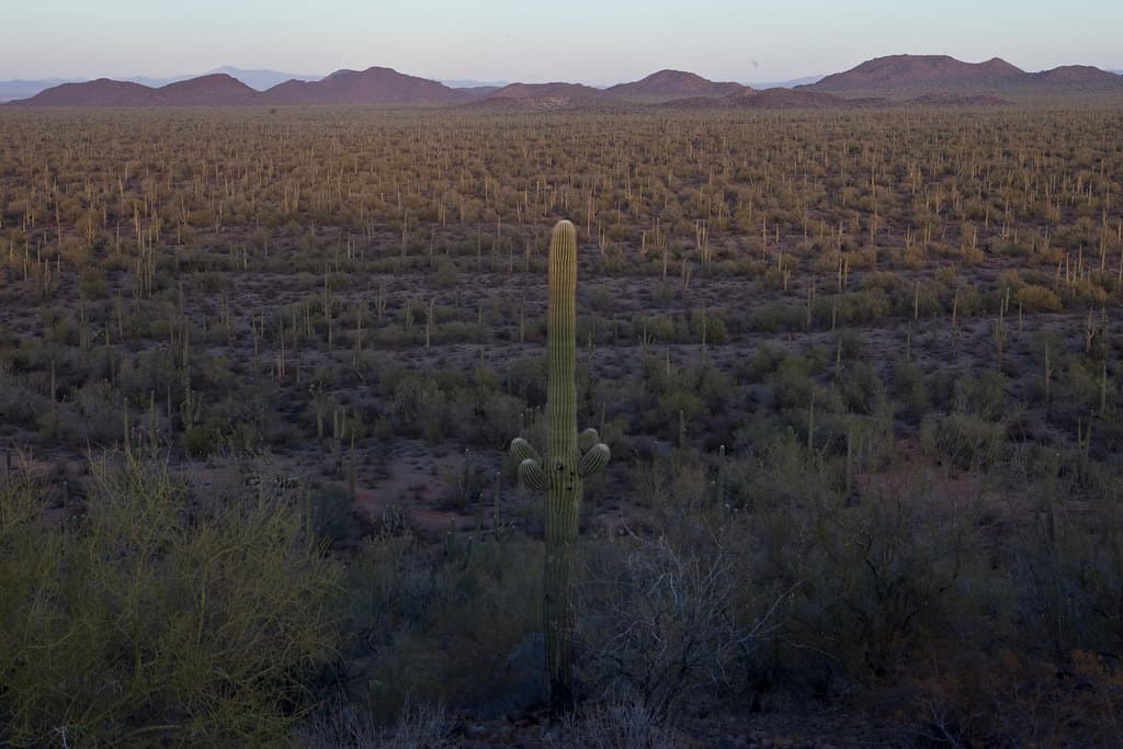 Ironwood Forest National Monument