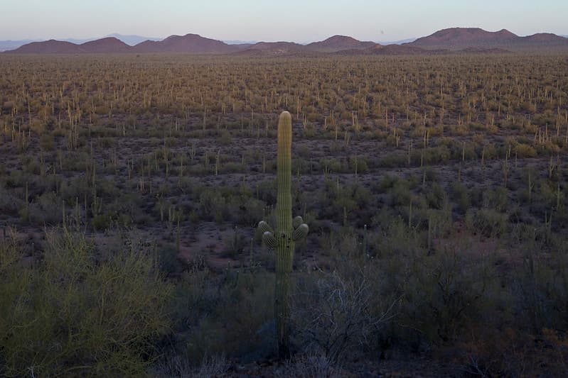 Ironwood Forest National Monument