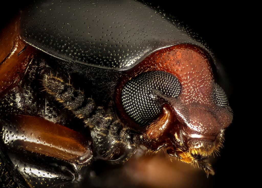 Animal, beetle, blackbackground