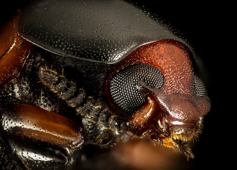 Animal, beetle, blackbackground