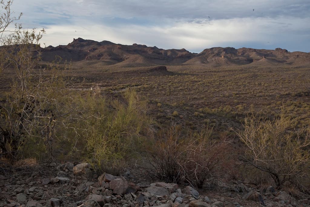 Sonoran Desert National Monument