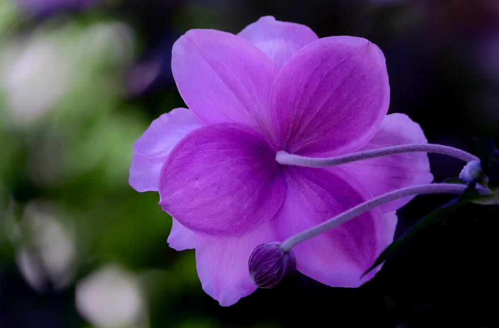 Floral abstract.