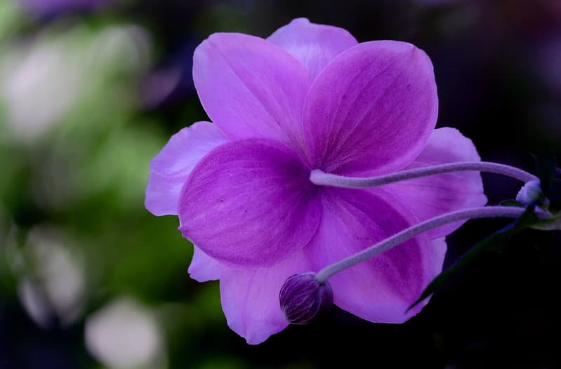 Floral abstract.
