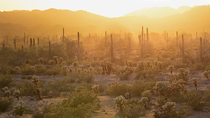 Sonoran Desert National Monument