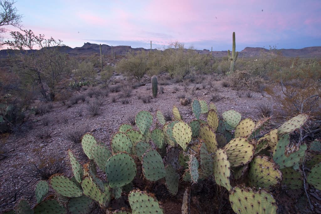 Sonoran Desert National Monument